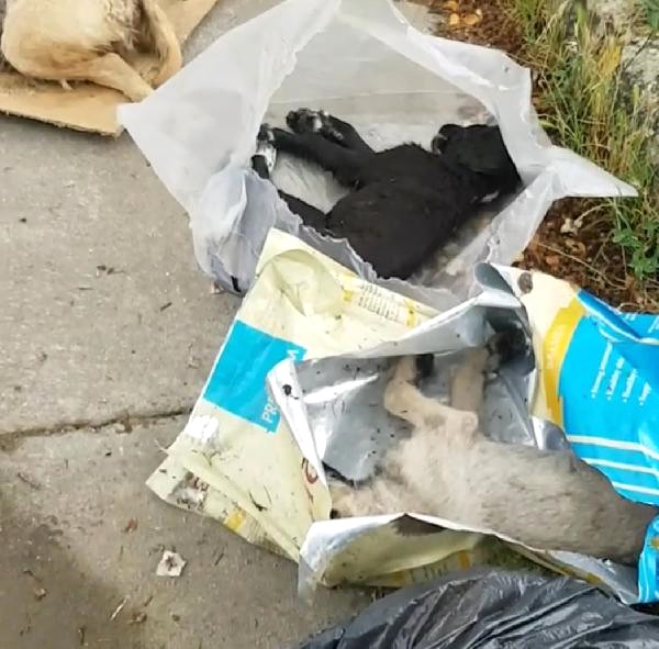 Sakarya’da 5 Yavru Köpek Ölü Bulundu