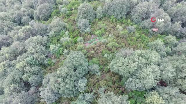 Jandarma Ormanda Gizlenmiş Keneviri Drone ile Avlıyor