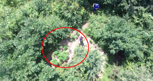 Jandarma Ormanda Gizlenmiş Kenevirleri Drone ile Avlıyor