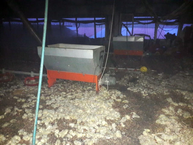 Tavuk Çiftliğinde Çıkan Yangında 25 Bin Civciv Telef Oldu