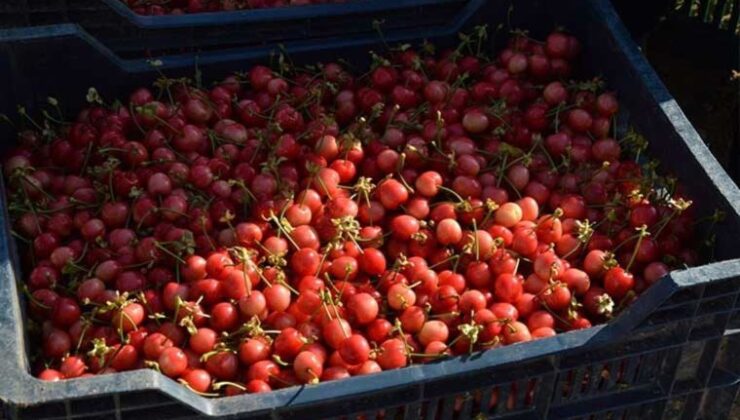Manisa’da dönemin birinci kirazı hasat edildi: Açık artırmayla kilosu 800 TL’ye satıldı