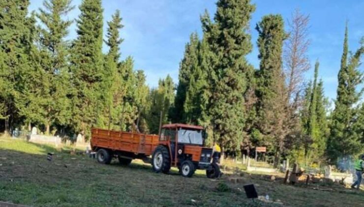 Ağaçların yeri mezar oldu