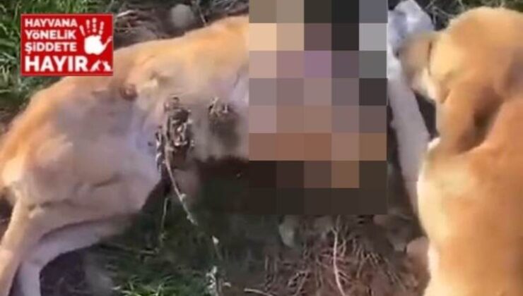 ‘Aç kalan köpekler birbirlerini yedi’ iddiası! İnceleme başlatıldı