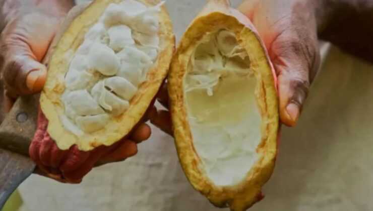 İsviçre’de bulunan yol, asırlık çikolata üretiminde bir dönüm noktası mı olacak?