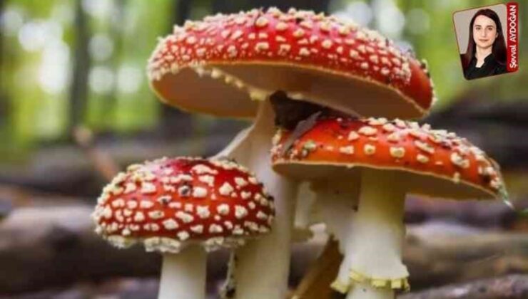 Son vakitlerde çeşitli vilayetlerde mantar zehirlenmeleri görülüyor: Doğal mantarlara dikkat