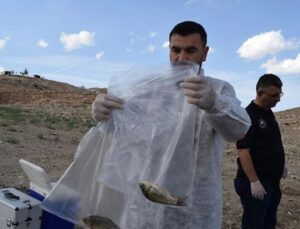 Batman baraj gölünde balık vefatları: Yeni numuneler alındı