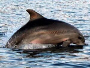 İstanbul Boğazı’nın simgesi olan afalinalar açlıktan zayıfladı
