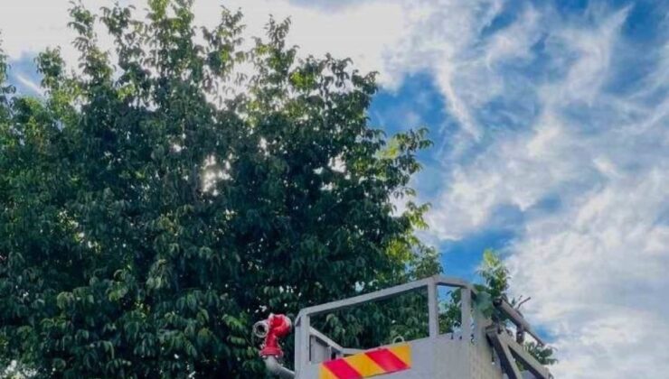 Silkelemek için çıktığı ceviz ağacında mahsur kaldı