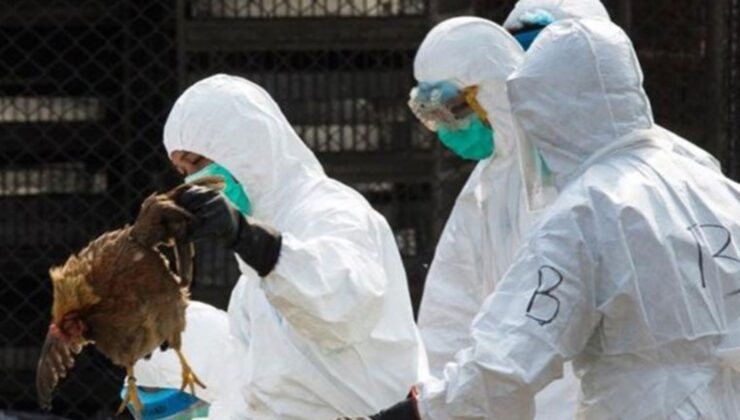 Kuş gribi alarmı: Belirtiler soğuk algınlığı üzere başlıyor!