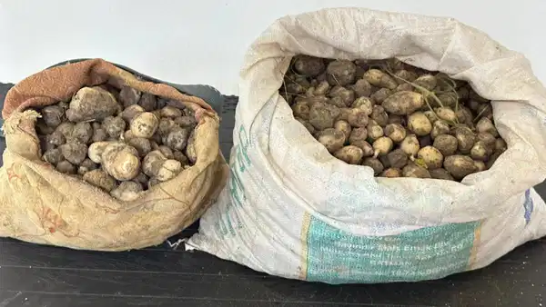 Müsaadesiz 31 kilo salep yumrusu toplayanlara para cezası